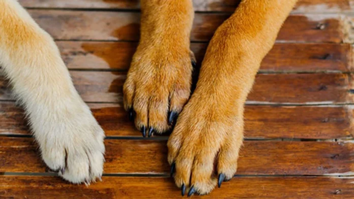 Yalova Spor Kulübü yöneticileri: Köpeğin dövülmesi olayının üstü örtülmeyecek; olayın takipçisiyiz