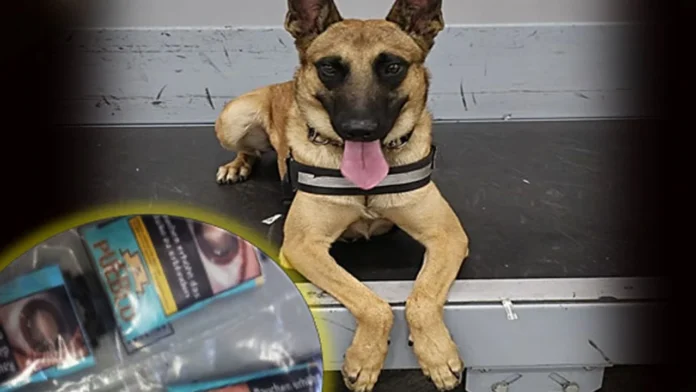 Ercan’a valizde getirilen uyuşturucuyu Narkotik Dedektör köpeği Pamir buldu