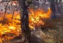 Son bir haftada 19 yangın çıktı Antalya'da orman yangını: Kuvvetli rüzgar ekipleri zorluyor