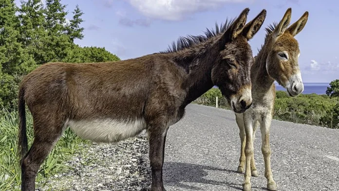 Güzelyurt Hayvanları Koruma Derneği: Eşek katliamı cezasız kalmamalı