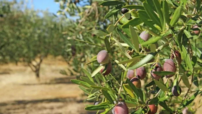 32 zeytin ve zeytin ürünü işletmesine kayıt belgesi verildi