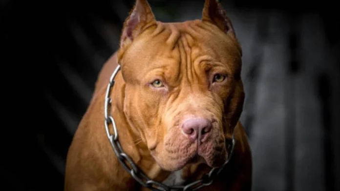 pitbull Pitbul saldırısı... Kol kemiğini kırdı