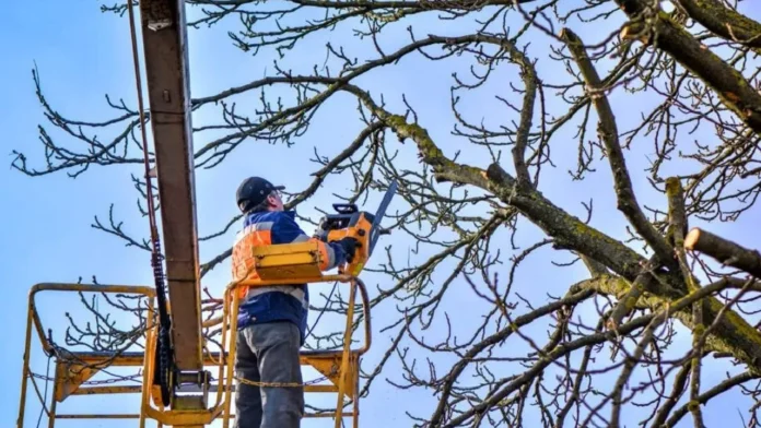 Gazimağusa’da Kaliland bölgesi ağaç budaması nedeniyle trafiğe kapatılacak Gazimağusa’da Kaliland bölgesi ağaç budaması nedeniyle trafiğe kapatılacak
