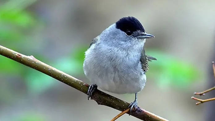 pulya İskele’de Araçtan 360 Pulya ve 72 Cikla Çıktı